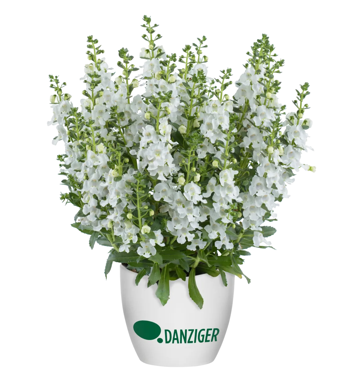 Alonia™ Snowball