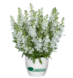 Alonia™ Snowball