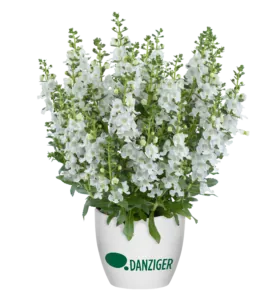 Alonia™ Snowball