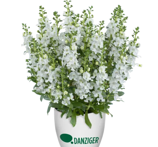 Alonia™ Snowball