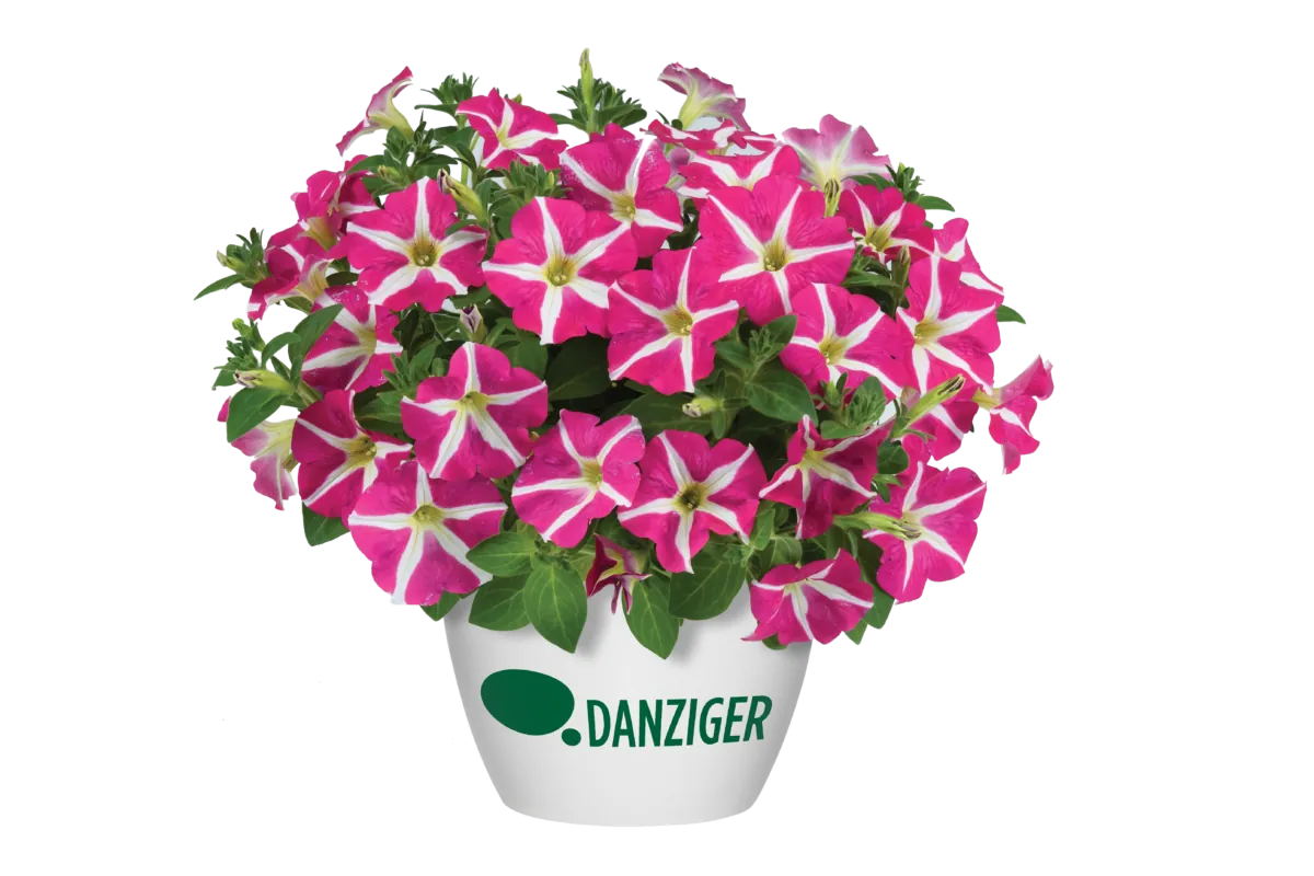 Amore® Pink Hearts