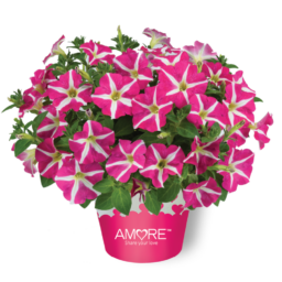 Amore® Pink Hearts