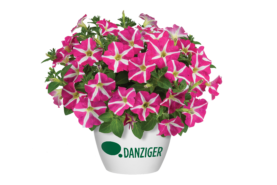 Amore® Pink Hearts