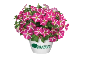 Amore® Pink Hearts