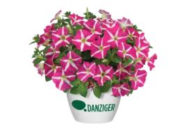 Amore® Pink Hearts