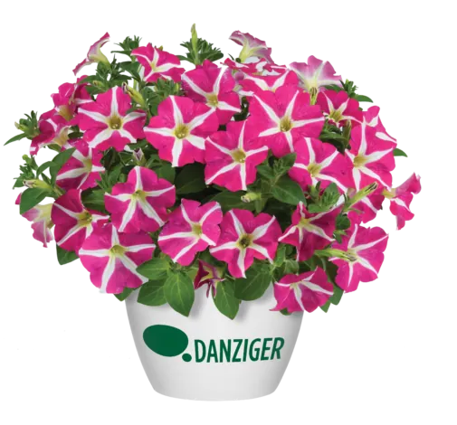 Amore® Pink Hearts