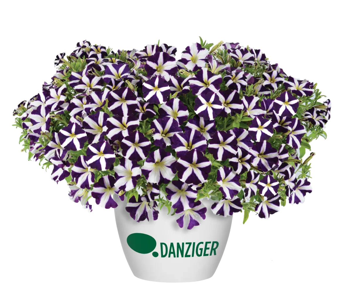 Amore® Purple