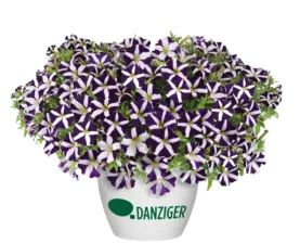 Amore® Purple