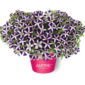 Amore® Purple