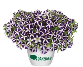 Amore® Purple
