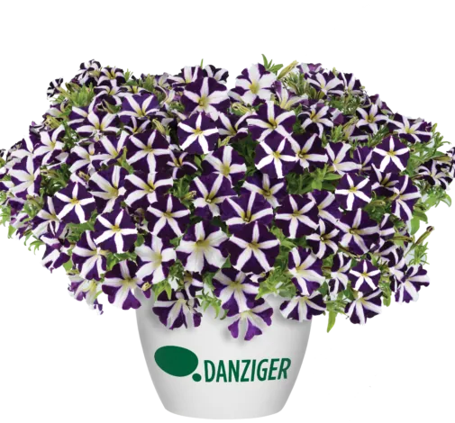 Amore® Purple