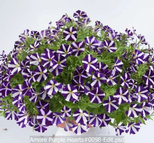 Amore® Purple
