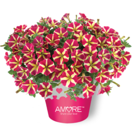 Amore® Queen of Hearts