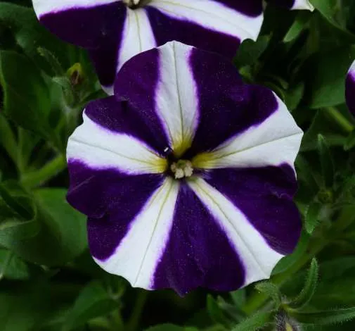 Amore® Purple