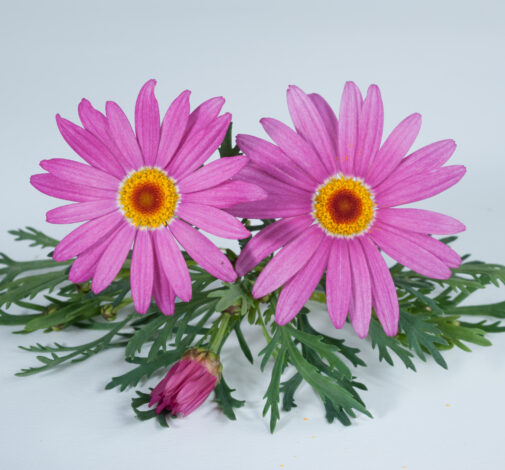 Angelic™ Giant Pink