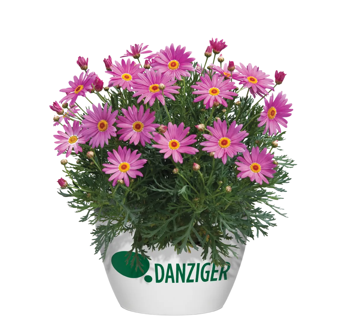Angelic™ Giant Pink