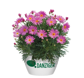 Angelic™ Giant Pink