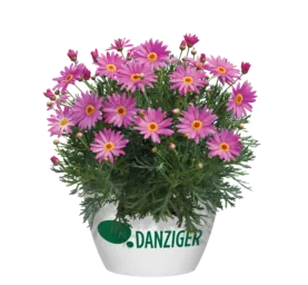Angelic™ Giant Pink