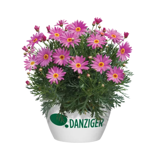 Angelic™ Giant Pink