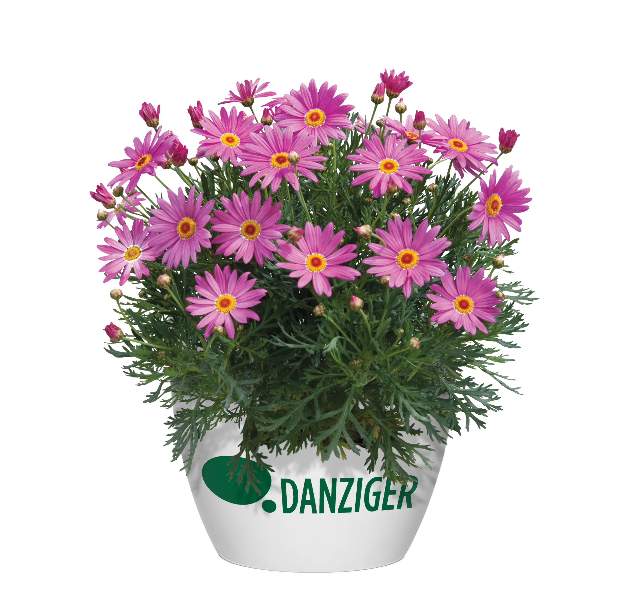 Angelic™ Giant Pink - Danziger
