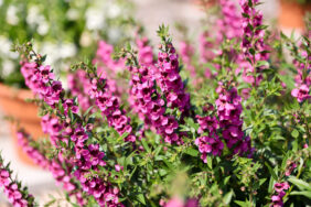 Alonia™ Big Dark Pink