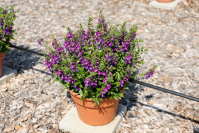 Alonia™ Big Indigo