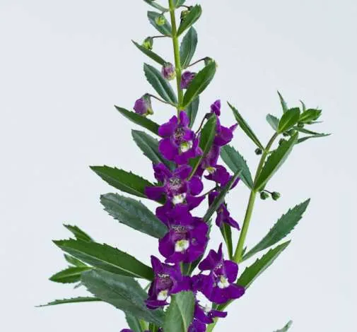 Alonia™ Big Indigo