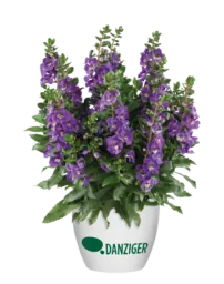 Alonia™ Dark Lavender