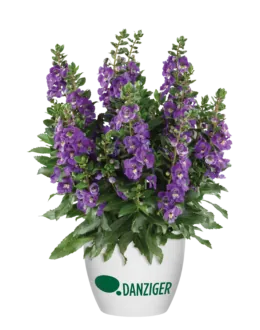 Alonia™ Dark Lavender