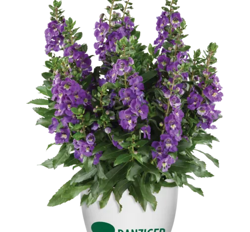 Alonia™ Dark Lavender