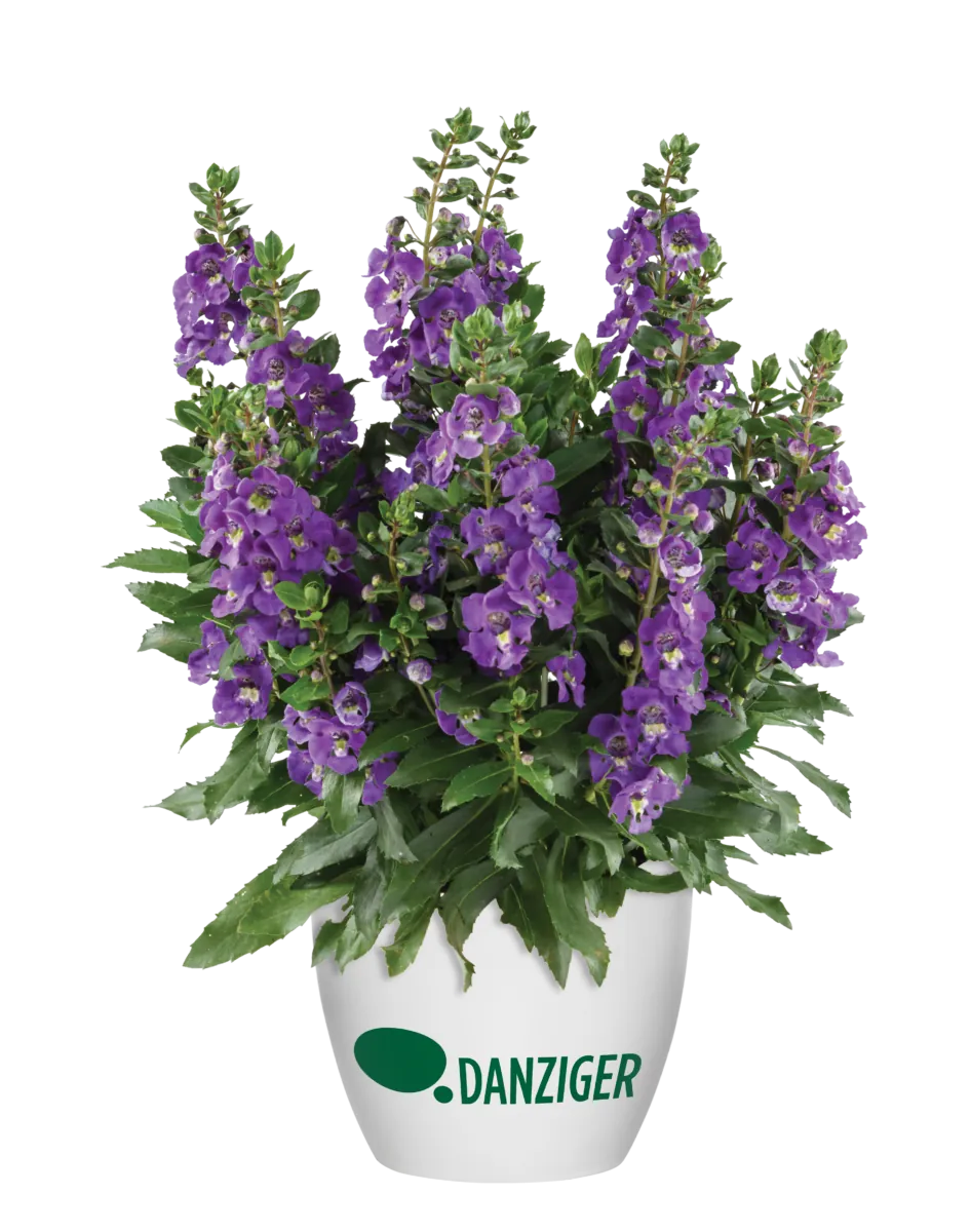 Alonia™ Dark Lavender