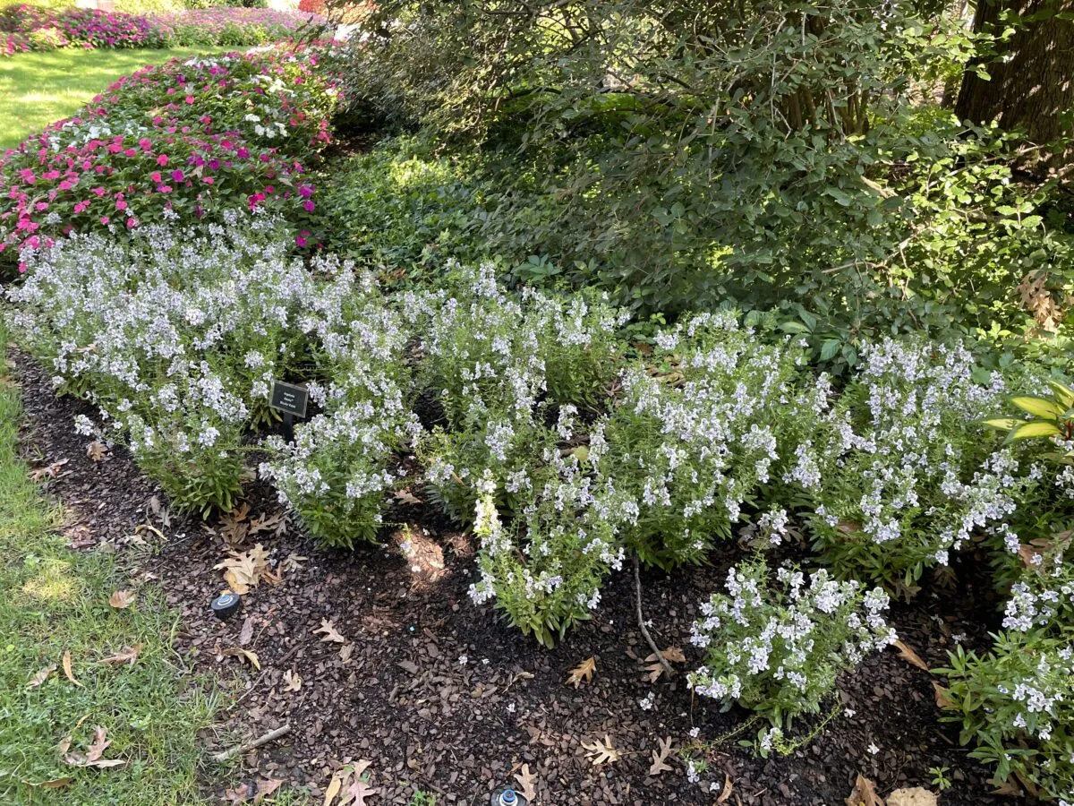 Alonia™ Bicolor Violet