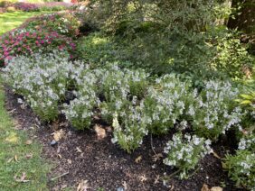 Alonia™ Bicolor Violet