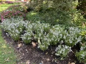 Alonia™ Bicolor Violet