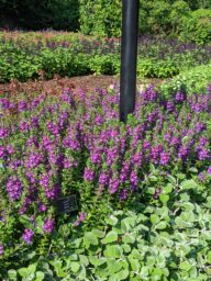 Alonia™ Big Indigo