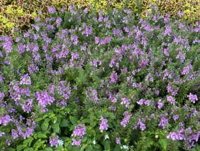 Alonia™ Pink Flirt