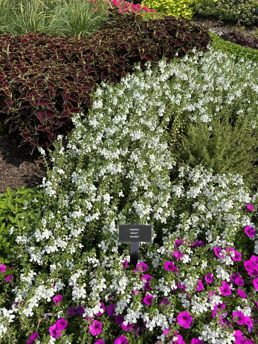 Alonia™ Snowball