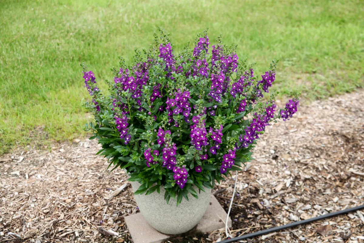 Alonia™ Violet