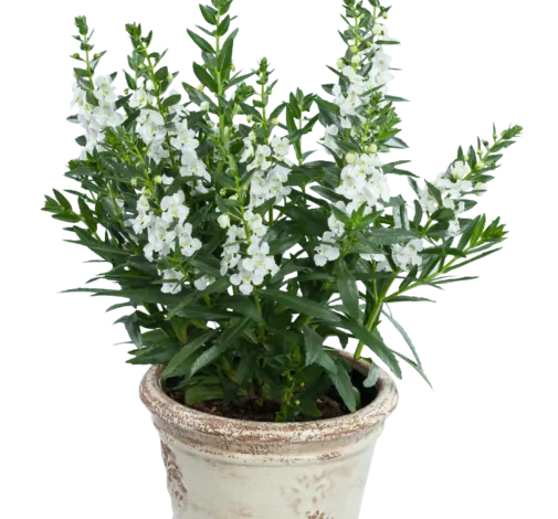 Alonia™ Big Snow