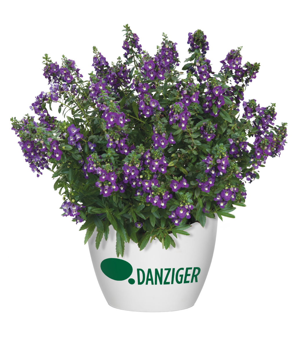 Littletunia® White Grace - Danziger