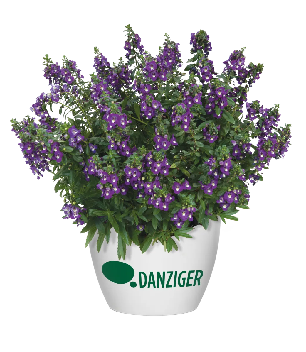 Alonia™ Big Indigo