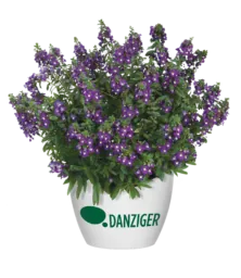 Alonia™ Big Indigo