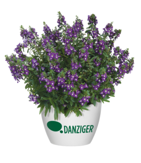 Alonia™ Big Indigo