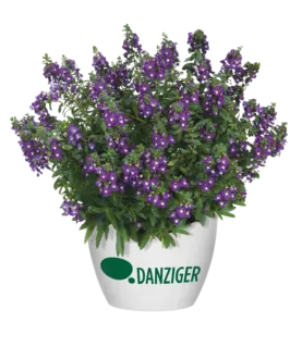 Alonia™ Big Indigo