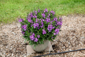 Alonia™ Dark Lavender