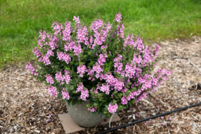 Alonia™ Pink Flirt