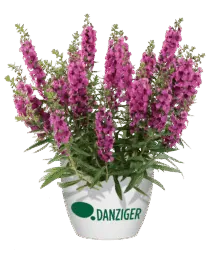 Alonia™ Big Dark Pink