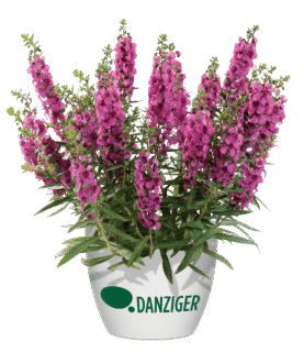 Alonia™ Big Dark Pink