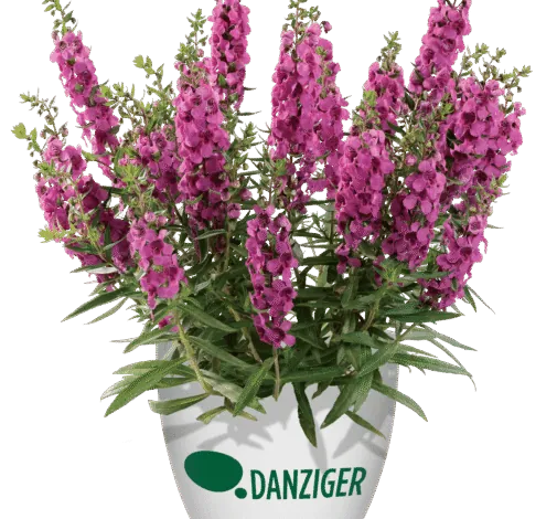 Alonia™ Big Dark Pink