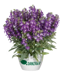 Alonia™ Violet